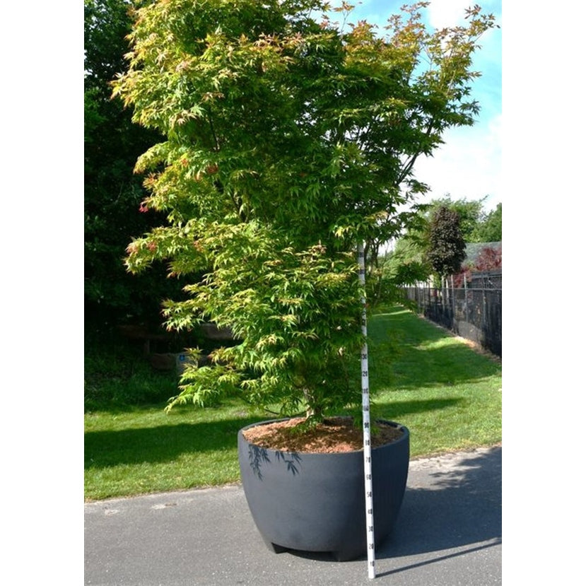 Japansk lönn – Acer palmatum 'Osakazuki' - C 670 Decopot 350-400 cm. Sol